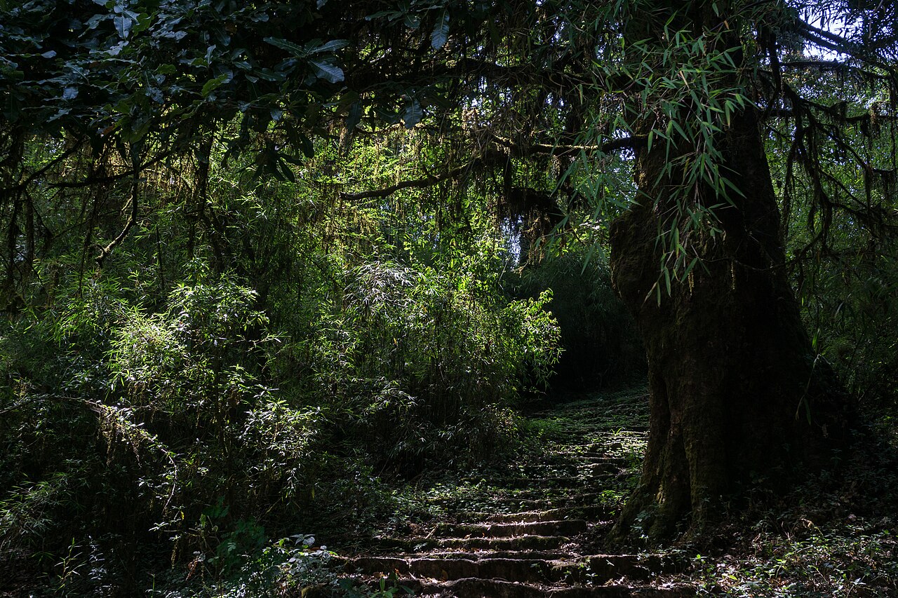 Forest trail leading toward Shivapuri Peak